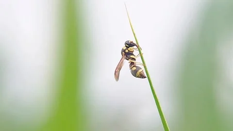 FHD Macro Steady Paper Wasp Abdominal Pumping on Grass Blade Side View Video stock 321067741