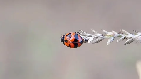 FHD Macro Walking Orange Ladybug on Dry Grass Ear Nature Background Horizontal Vidéo 321067699
