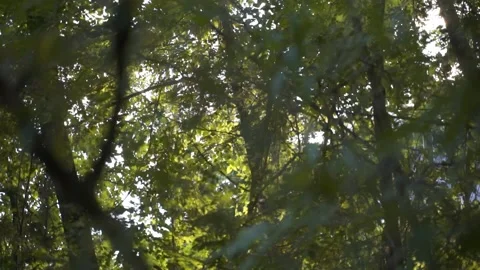 FHD Pan shot of tree branches in Forest Stock Footage 235024727