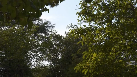 FHD Shot of tree branches in Forest/Park with blue sky Stock Footage 235025681