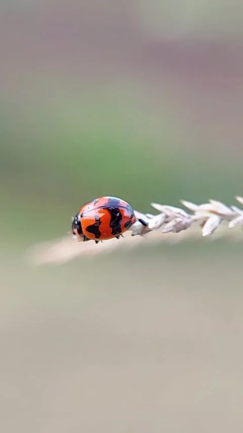 FHD Static Macro Orange Ladybug Resting on Dry Grass Stem Nature Background Video stock 321067698