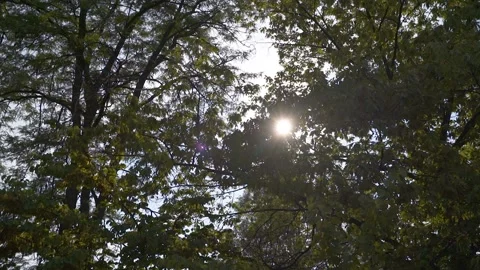 FHD Sun peaking through tree branches in Forest/Park Stock Footage 235022004