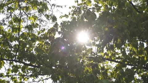 FHD Sun peaking through tree branches in Forest/Park with sun flare Stock Footage 235022491