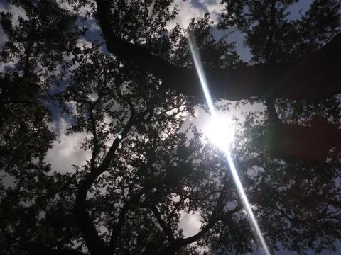 FHD upward angled sunrays between trees and clouds Tampa Florida Stock-Fotos