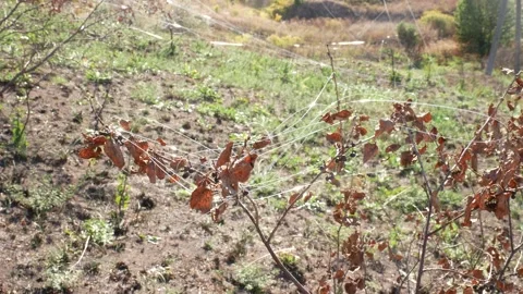 Fiber optic cable exposed on tree branches, bushes and grass in the wind. D.. Stock Footage 318810984