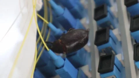Fiber optic cables damaged by rodent beetles Stock Footage 320376684