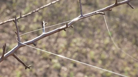Fiber optic exposed on tree branches, bushes and grass in the wind. Drone l.. Vídeos de archivo 318811032
