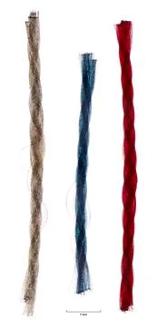 Fiber, three threads, whole mount, under the microscope 库存照片