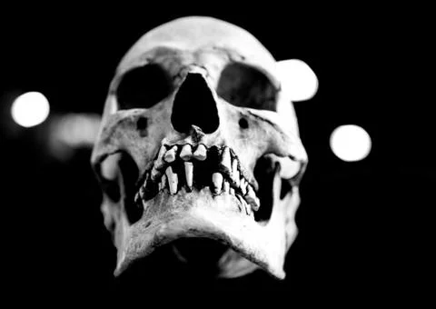 Fiberglass human skull missing teeth on a black background Stock Photos