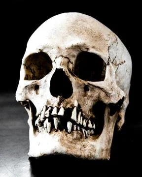 Fiberglass human skull missing teeth with a black background Stock Photos