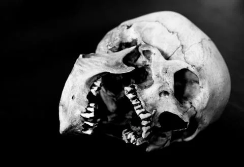 Fiberglass human skull on side missing teeth on a black background Stock Photos