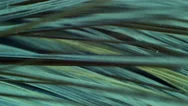 Fibers Macro Up Close Fiber Stock Footage