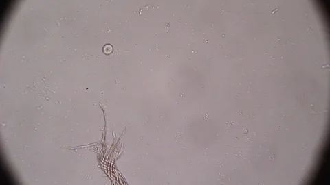 Fibers viewed under microscope 動画素材 70723212