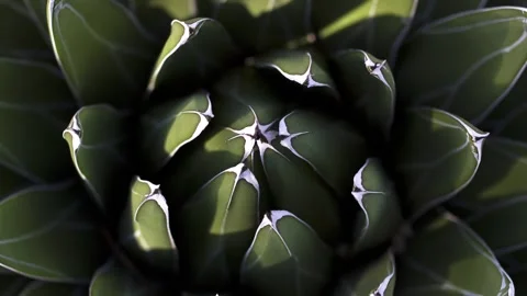 Fibonacci cacti Stock Footage 137931509