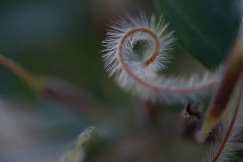 Fibonacci sequence in nature plant Stock Photos