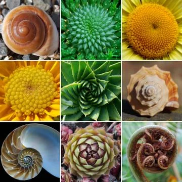 Fibonacci Spirals in Nature Collection Stock Photos
