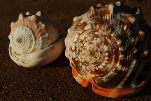 Fibonacci Spirals Stock Photos