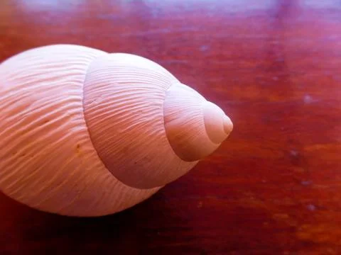 Fibonacci: White spiral shell of snail, in wooden background. Stock Photos