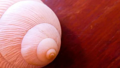 Fibonacci: White spiral shell of snail, in wooden background. Foto stock