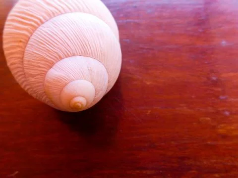 Fibonacci: White spiral shell of snail, in wooden background. Stock Photos