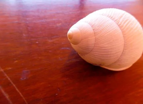 Fibonacci: White spiral shell of snail, in wooden background. Foto stock