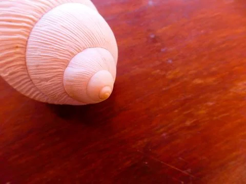 Fibonacci: White spiral shell of snail, in wooden background. Foto stock