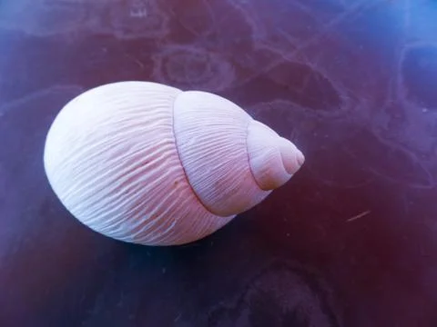 Fibonacci: White spiral shell of snail, in marble background Stock Photos