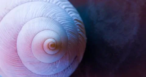 Fibonacci: White spiral shell of snail, in marble background Stock Photos