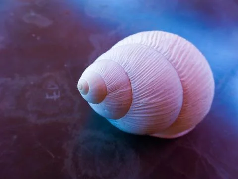 Fibonacci: White spiral shell of snail, in marble background Stock Photos