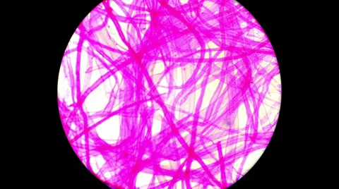 Fibre 400x 800x Stock Footage 39806517