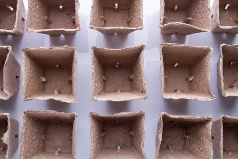 Fibre square biodegradable paper pots. Stock Photos