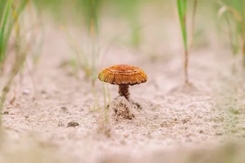 Fibrecap - Inocybe 库存照片
