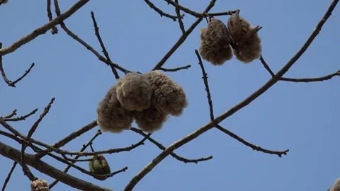 Kapok Silk Cotton Tree (ceiba pentandra) – Urban Tropicals