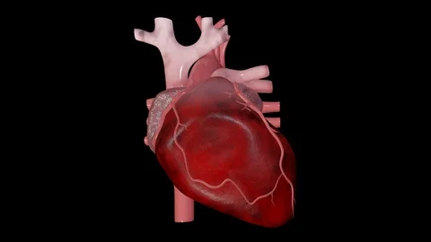 Fibrillation Video stock 122026623