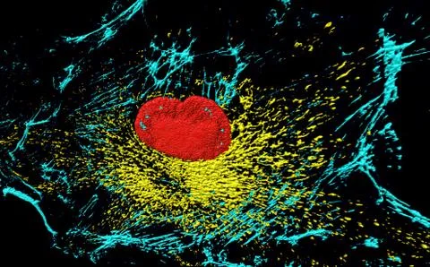 Fibroblast cell Stock Illustration