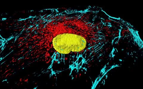 Fibroblast cell Stock Illustration