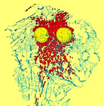 Fibroblast cell Stock Photos
