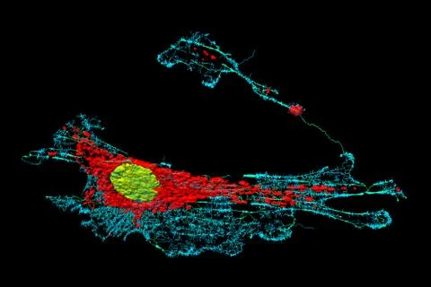 Fibroblast cell Stock Photos