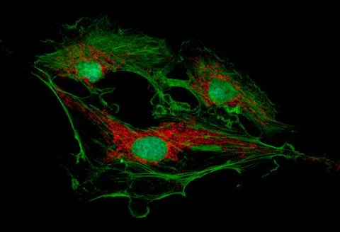 Fibroblast cells in culture Stock Illustration