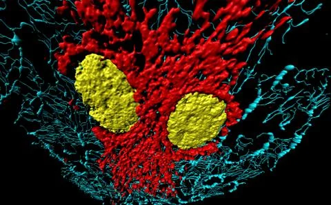 Fibroblast cells Stock Illustration