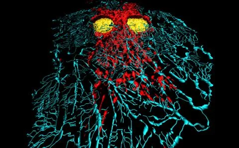 Fibroblast cells Stock Illustration