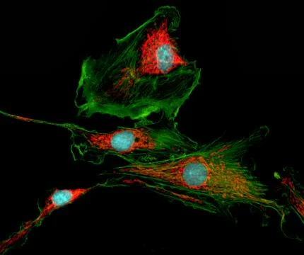 Fibroblast cells Stock Illustration