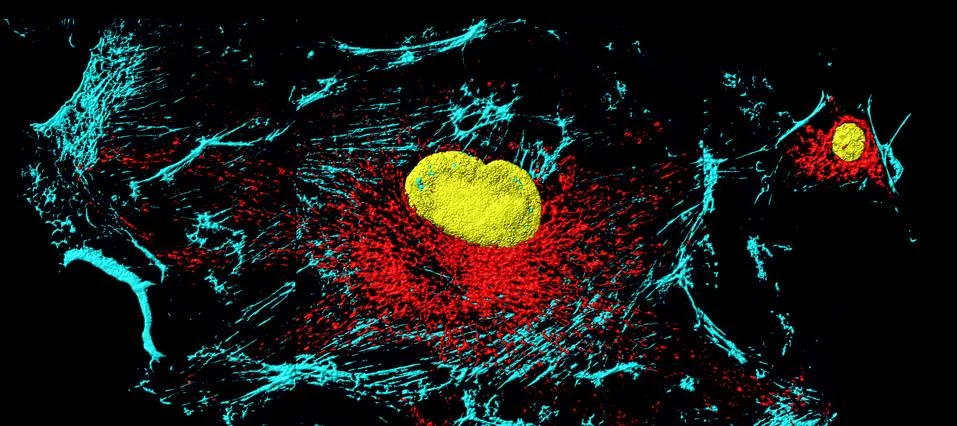Fibroblast cells Stock Illustration