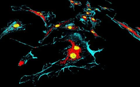 Fibroblast cells Stock Illustration