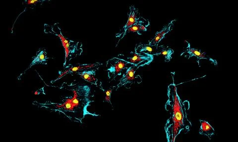 Fibroblast cells Stock Illustration