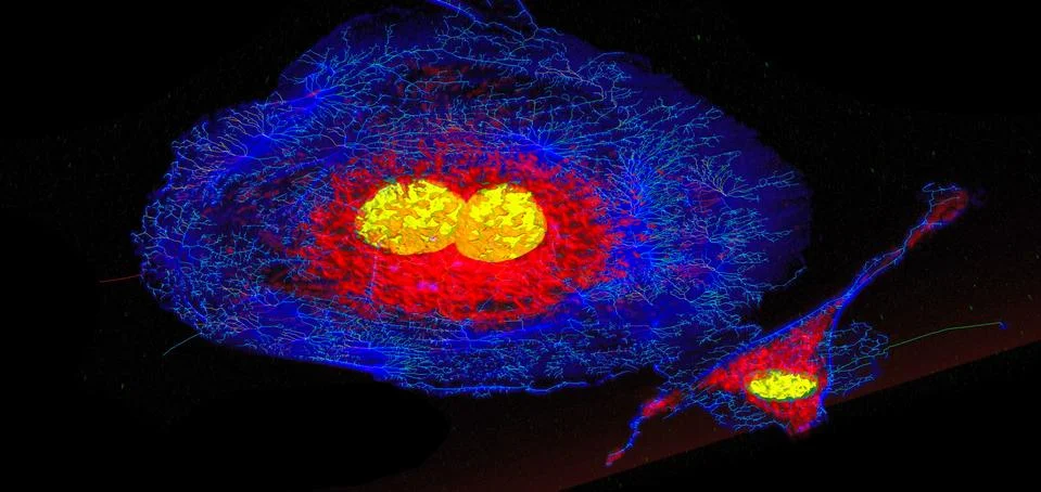 Fibroblast cells Stock Illustration