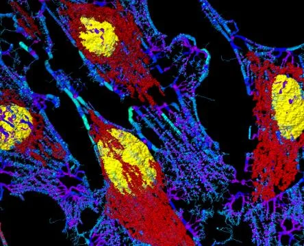 Fibroblast cells Stock Photos