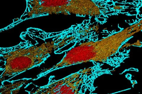 Fibroblast cells Stock Photos