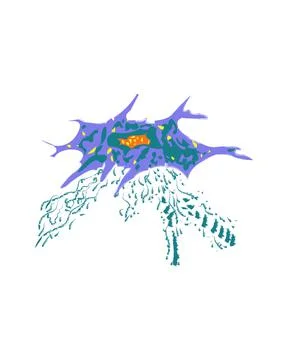 Fibroblast is a dermis cell. Stock Illustration