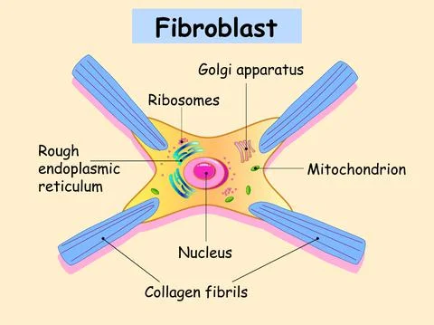 Fibroblast is a dermis cell. Structure of Fibroblast cell. Stock Illustration